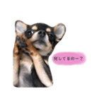 チワワのまろちゃん♡（個別スタンプ：7）