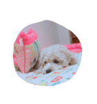マルプーのももちゃん（個別スタンプ：4）