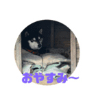 くろじ。（個別スタンプ：7）