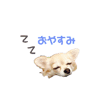 チワワ犬ミルクちゃんのスタンプ（個別スタンプ：1）