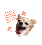 チワワ犬ミルクちゃんのスタンプ（個別スタンプ：2）