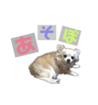 チワワ犬ミルクちゃんのスタンプ（個別スタンプ：3）