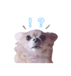 チワワ犬ミルクちゃんのスタンプ（個別スタンプ：4）