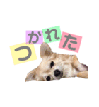 チワワ犬ミルクちゃんのスタンプ（個別スタンプ：5）