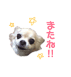 チワワ犬ミルクちゃんのスタンプ（個別スタンプ：6）