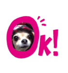 チワワ犬ミルクちゃんのスタンプ（個別スタンプ：7）