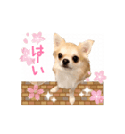 チワワのハチ君（個別スタンプ：1）