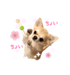 チワワのハチ君（個別スタンプ：2）