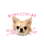 チワワのハチ君（個別スタンプ：3）
