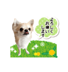 チワワのハチ君（個別スタンプ：5）