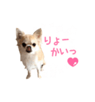 チワワのハチ君（個別スタンプ：7）