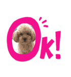 わんこの日常3（個別スタンプ：2）