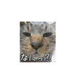 コスモさん.（個別スタンプ：1）