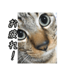 コスモさん.（個別スタンプ：4）