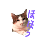 kota-saku（個別スタンプ：1）