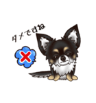 チワワのぎんじろう3(敬語ver.)（個別スタンプ：12）