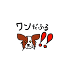 愛犬パピヨンのスタンプ（個別スタンプ：5）