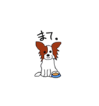 愛犬パピヨンのスタンプ（個別スタンプ：9）