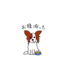 愛犬パピヨンのスタンプ（個別スタンプ：16）