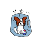 愛犬パピヨンのスタンプ（個別スタンプ：23）