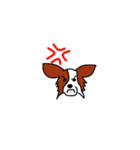 愛犬パピヨンのスタンプ（個別スタンプ：24）