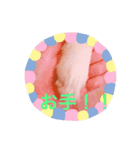 可愛いシプレスタンプ♡（個別スタンプ：4）