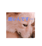 可愛いシプレスタンプ♡（個別スタンプ：5）