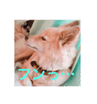 可愛いシプレスタンプ♡（個別スタンプ：6）
