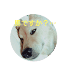 可愛いシプレスタンプ♡（個別スタンプ：7）