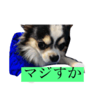 チワワの蒼スタンプ②（個別スタンプ：3）