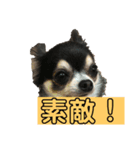 ワンちゃんスタンプ（チワワ）（個別スタンプ：3）