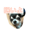 ワンちゃんスタンプ（チワワ）（個別スタンプ：5）