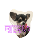 ワンちゃんスタンプ（チワワ）（個別スタンプ：7）