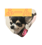 ワンちゃんスタンプ（チワワ）（個別スタンプ：8）