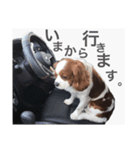 アッシュくんのスタンプ（個別スタンプ：6）