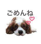 アッシュくんのスタンプ（個別スタンプ：8）