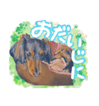 ダックス【ゆめち】（個別スタンプ：5）