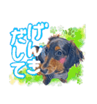 ダックス【ゆめち】（個別スタンプ：7）