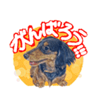 ダックス【ゆめち】（個別スタンプ：8）