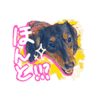 ダックス【ゆめち】（個別スタンプ：10）