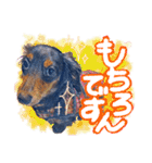 ダックス【ゆめち】（個別スタンプ：11）
