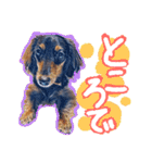 ダックス【ゆめち】（個別スタンプ：15）