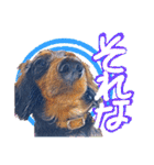 ダックス【ゆめち】（個別スタンプ：16）