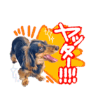 ダックス【ゆめち】（個別スタンプ：17）