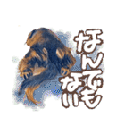 ダックス【ゆめち】（個別スタンプ：24）