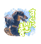 ダックス【ゆめち】（個別スタンプ：29）