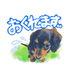 ダックス【ゆめち】（個別スタンプ：30）