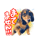 ダックス【ゆめち】（個別スタンプ：35）