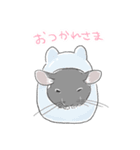 チンチラ ゆるかわ手描きタッチのスタンプ（個別スタンプ：13）