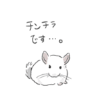 チンチラ ゆるかわ手描きタッチのスタンプ（個別スタンプ：19）